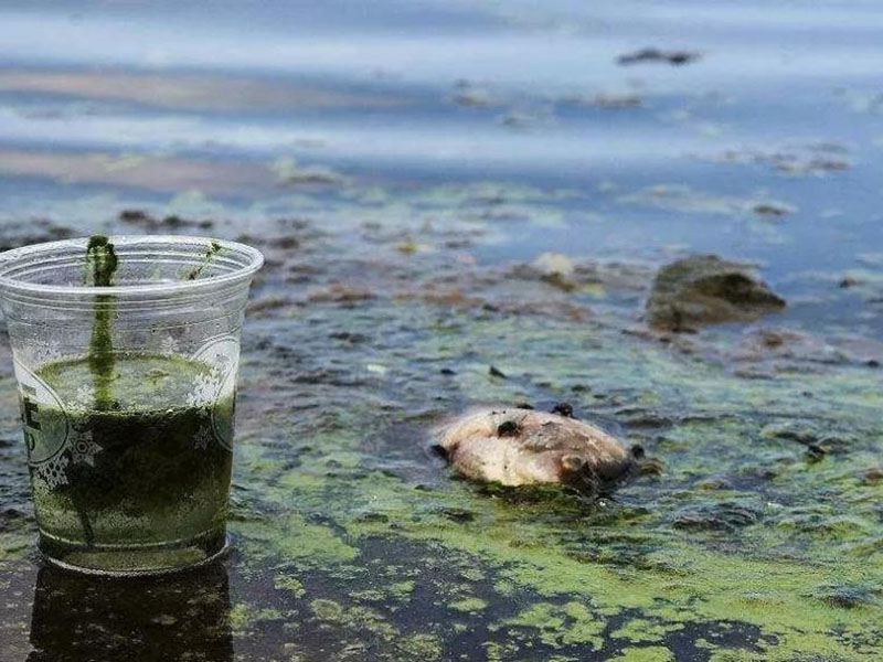 水質生物毒性檢測儀可以測定工業排放污水嗎
