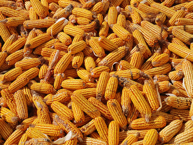 如何快速檢測黃曲霉毒素？