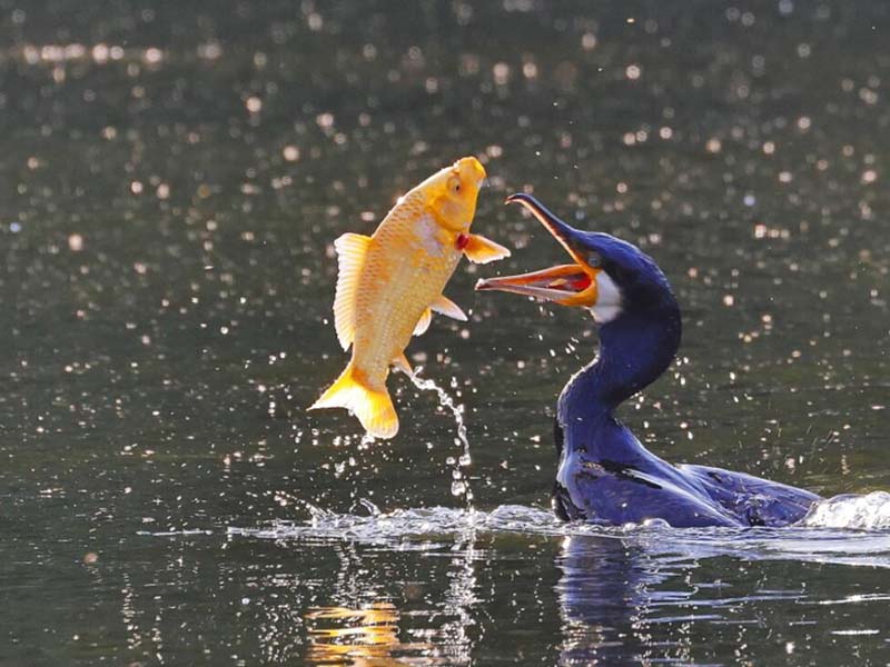 水產養殖常規水質指標的作用