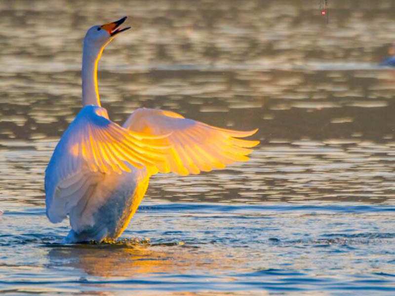 水產養殖水質檢測儀有哪幾種