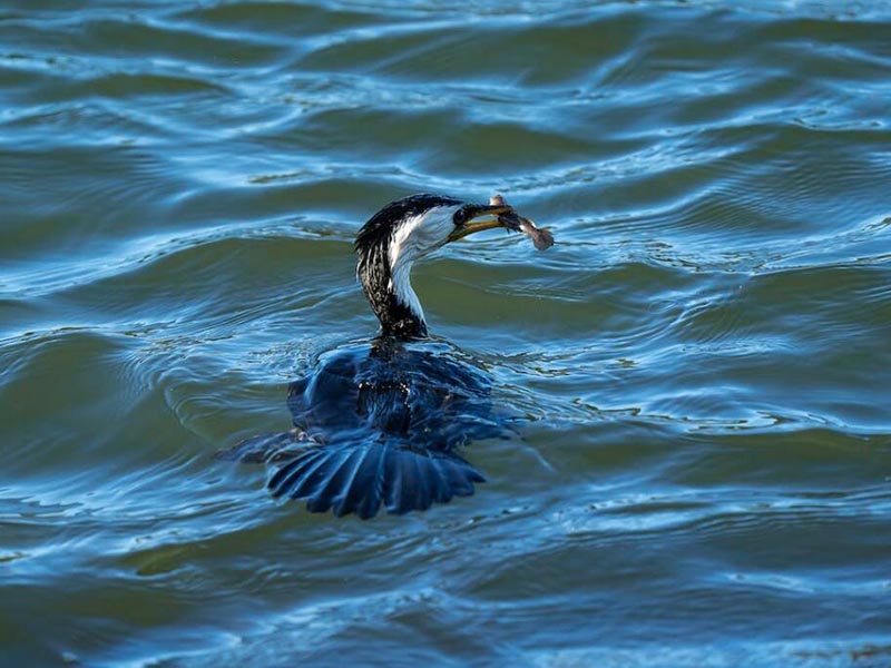 溶解氧測定儀選型要點