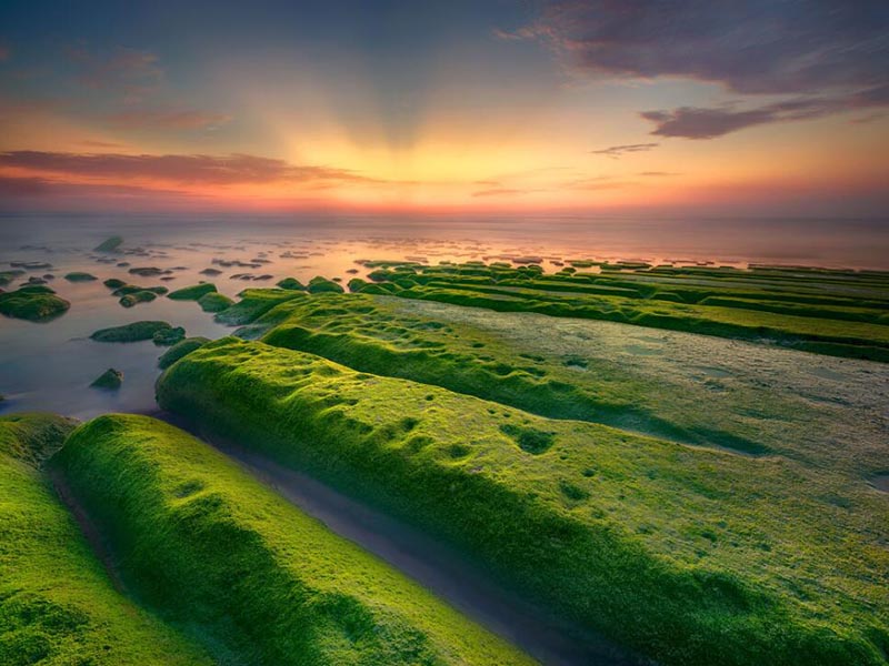 水中藍綠藻的危害及測定方法