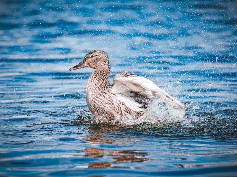 二氧化氯在水產養殖水質消毒中的作用