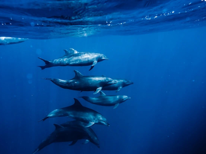 水產養殖中總磷超標影響（水產養殖中總磷超標解決方案）
