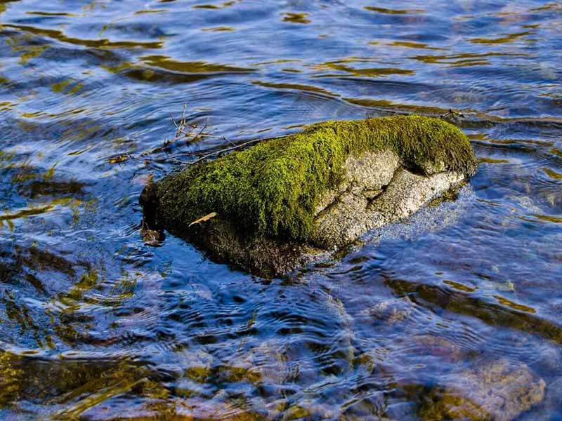 確定BOD5盲樣值時應考慮的因素（什么是BOD5盲樣值）