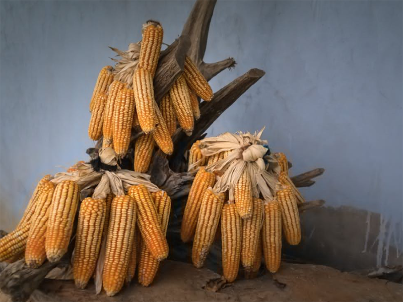 黃曲霉毒素限量標(biāo)準(zhǔn)（糧食黃曲霉毒素如何檢測）