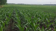 測土儀能彌補莊稼的不足嗎？