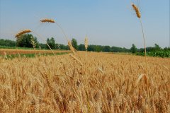 霍爾德土壤快速測(cè)試儀科學(xué)施肥的好處