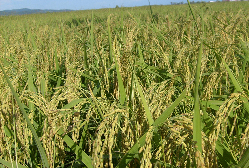 土壤養分測試儀