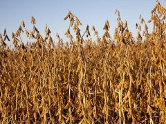 光合作用測試儀為高光效育種提供基礎