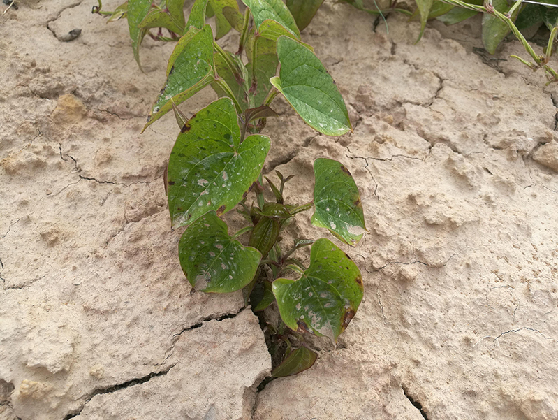 土壤水分測量儀 土壤水分測量儀