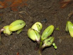 種子發芽箱廠家哪家好？