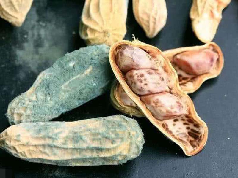 真菌毒素對(duì)人體有怎樣的危害