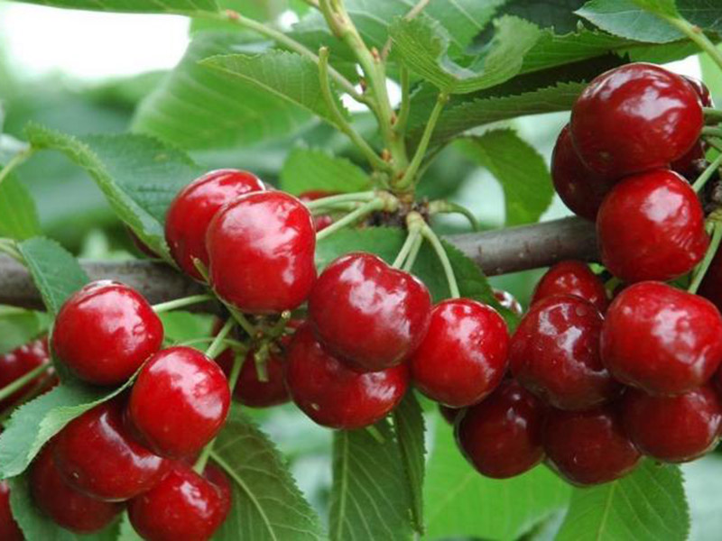 農藥殘留速測儀促進食品安全