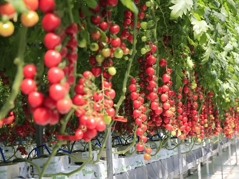 壽光菜博會開幕，智慧農業不再是夢