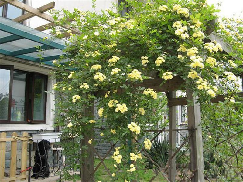 夏季在院子里種這種花，不僅好看還能驅蚊