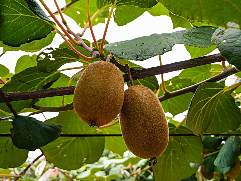 獼猴桃生長(zhǎng)期間，補(bǔ)鈣是關(guān)鍵