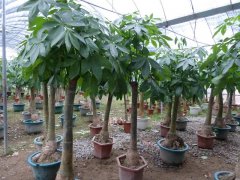 發(fā)財(cái)樹(shù)的生長(zhǎng)需要哪些因素？