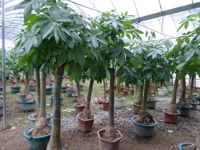 發財樹的生長需要哪些因素